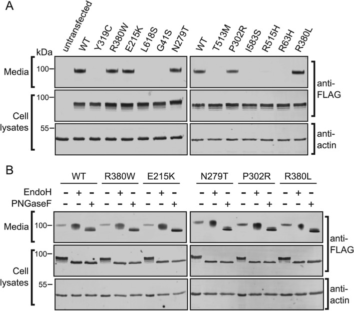 TRA-12404-FIG-0001-b