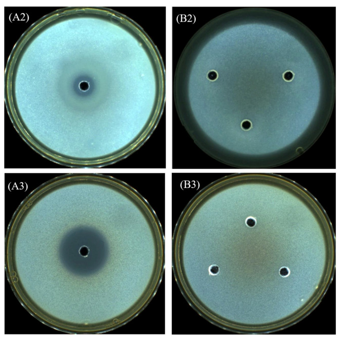 Figure 13