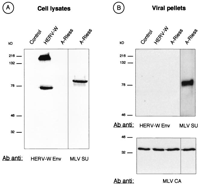 FIG. 1