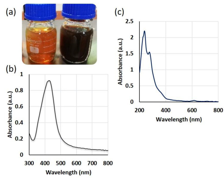 Eco Friendly Green Synthesis And Characterization Of Silver Nanoparticles By Scutellaria