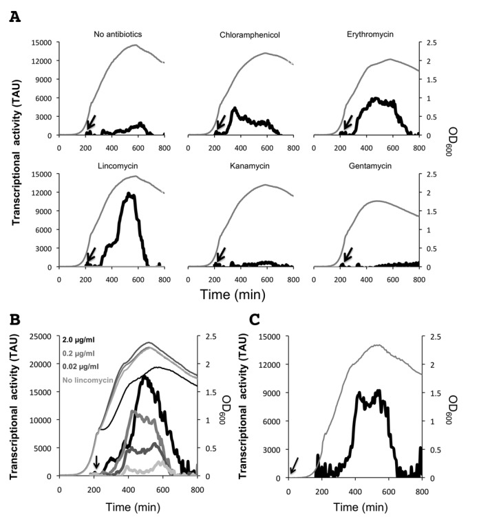 Figure 2.