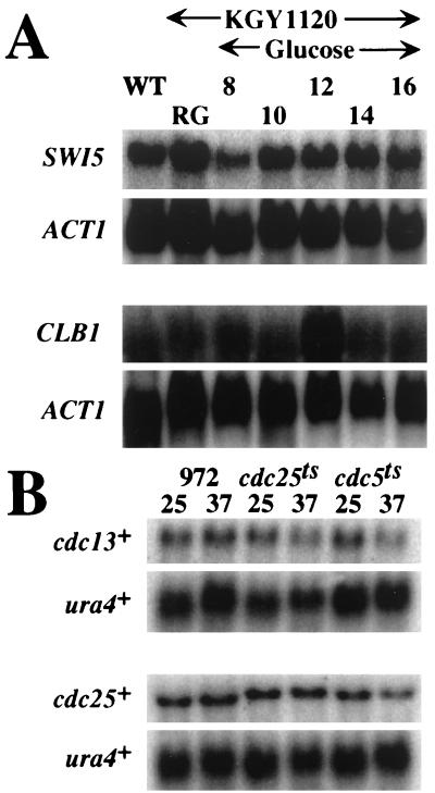 FIG. 5