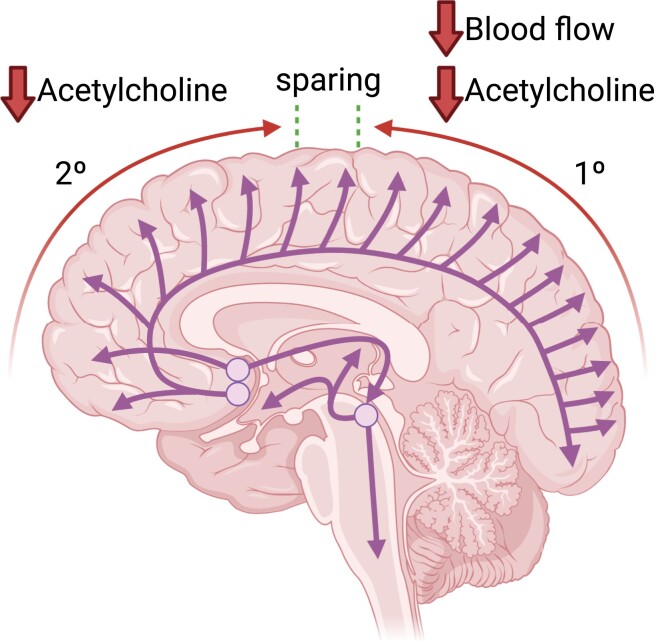 Graphical abstract