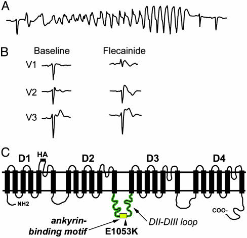 Fig. 1.