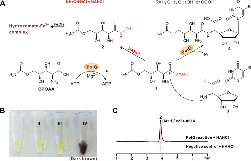 FIG 6