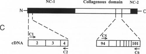 Figure 2C