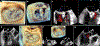 Fig. 6 |