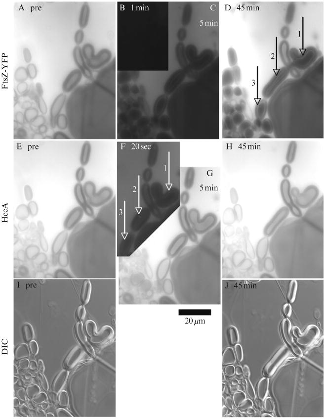 Figure 1.2