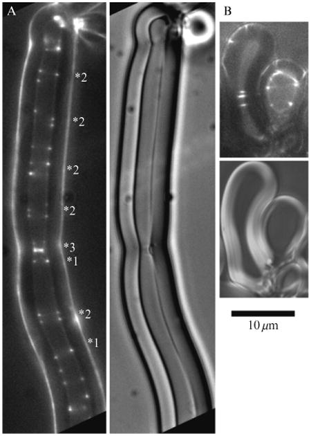 Figure 1.6