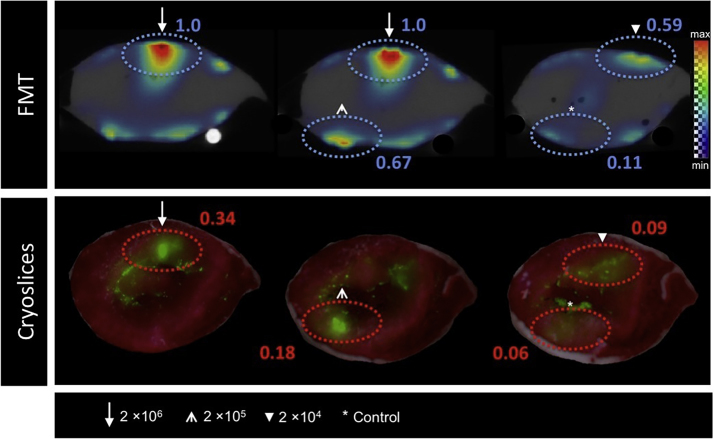 Fig. 4