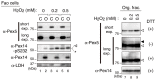 Figure 4—figure supplement 2.