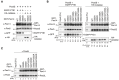 Figure 5—figure supplement 1.