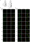 Figure 3—figure supplement 1.