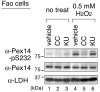 Figure 5—figure supplement 2.