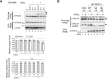 Figure 1—figure supplement 1.