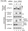 Figure 2—figure supplement 2.