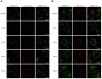 Figure 4—figure supplement 1.