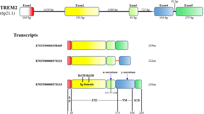 Fig. 1