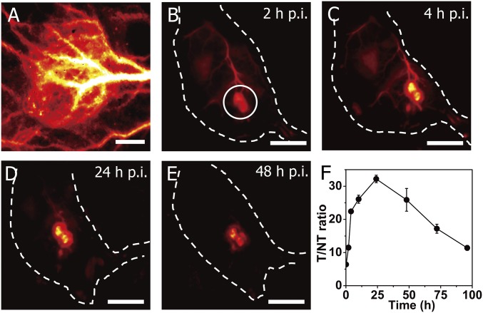 Fig. 3.