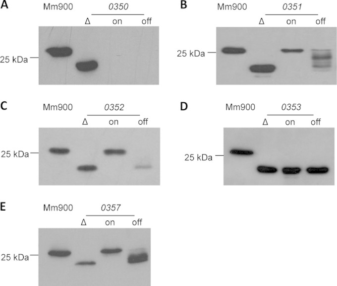 FIG 2