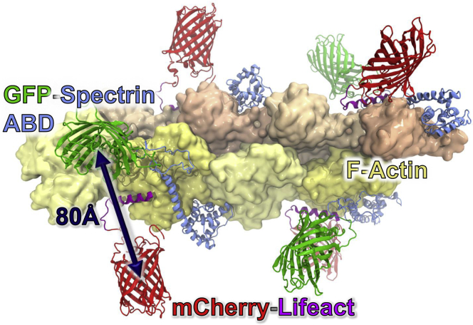 Figure 1