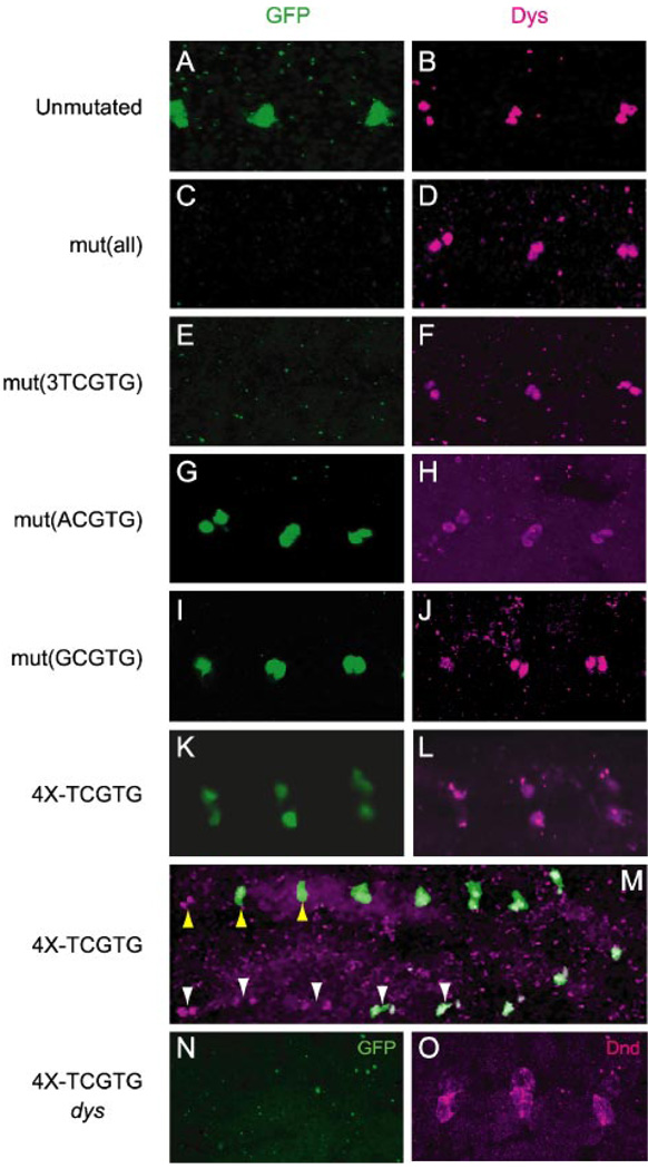 FIGURE 4