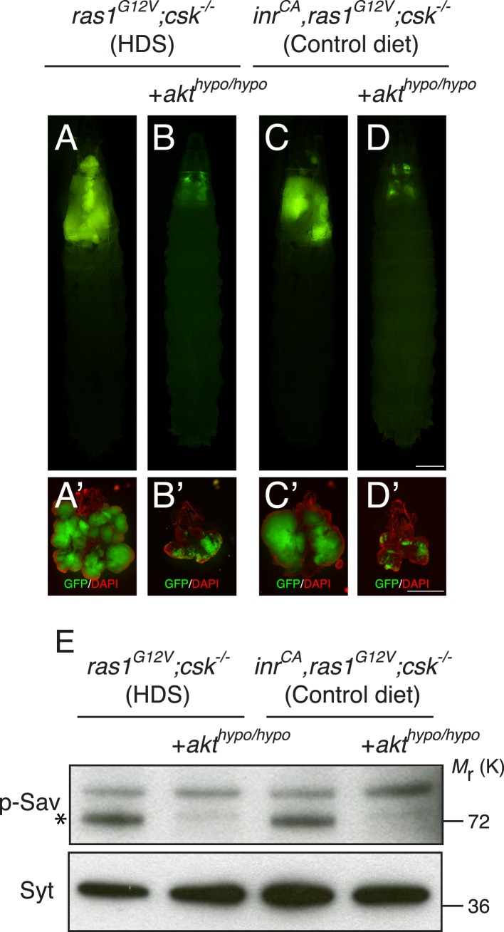 Figure 3—figure supplement 1.