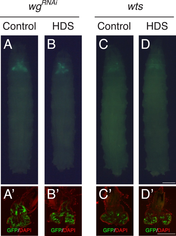 Figure 1—figure supplement 1.