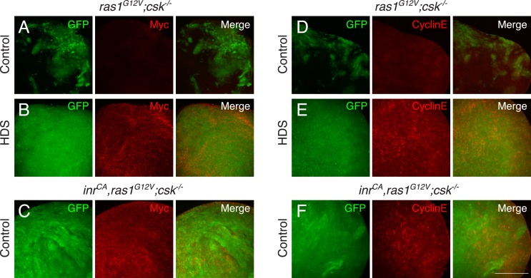 Figure 1—figure supplement 2.