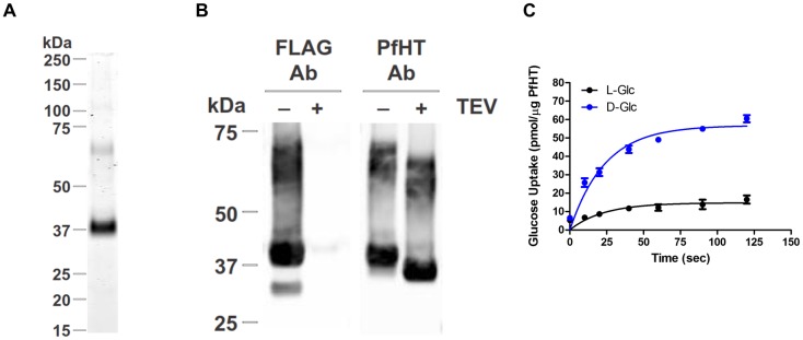 Fig 7