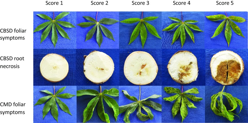 Fig. 1