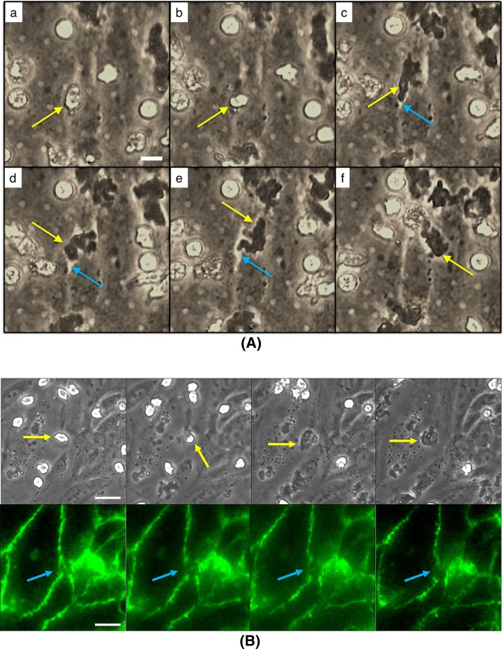 Figure 4