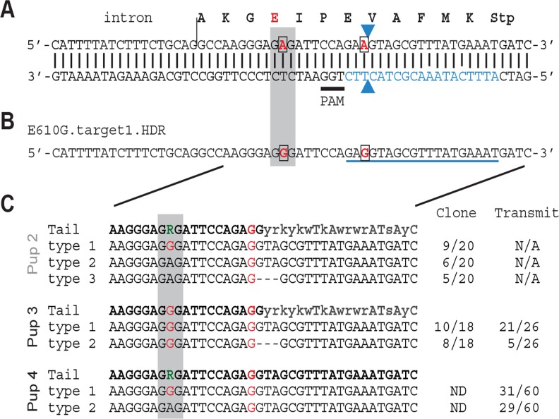 Fig 4