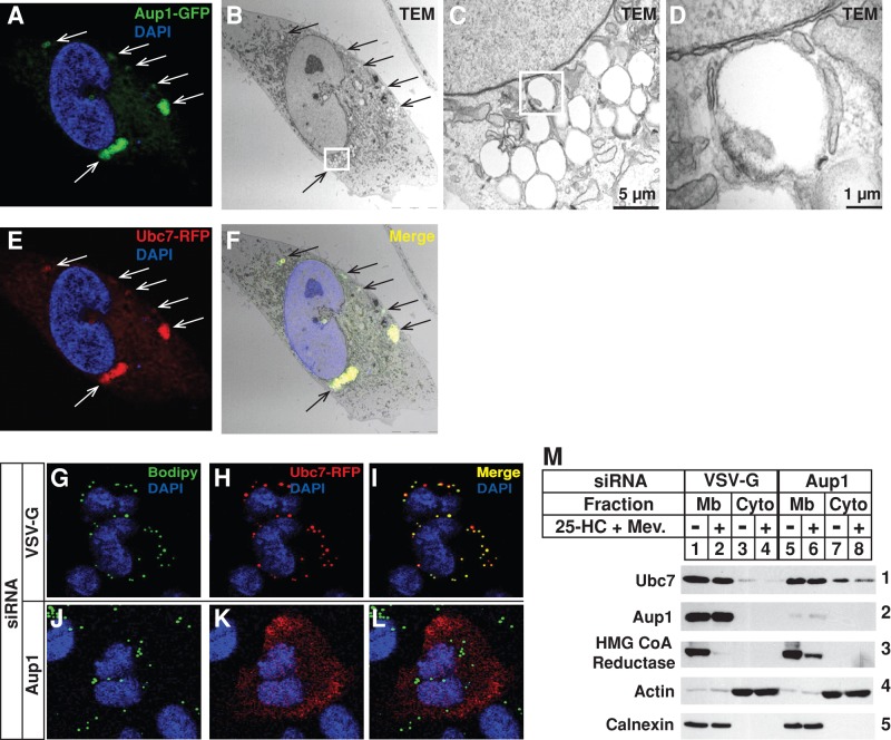 FIGURE 6: