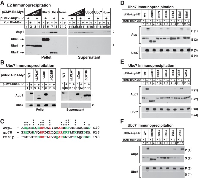 FIGURE 4: