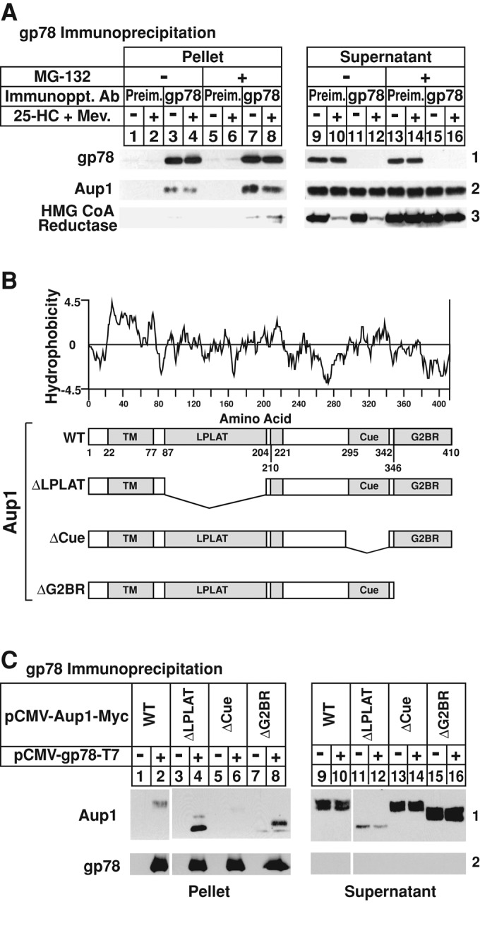 FIGURE 1: