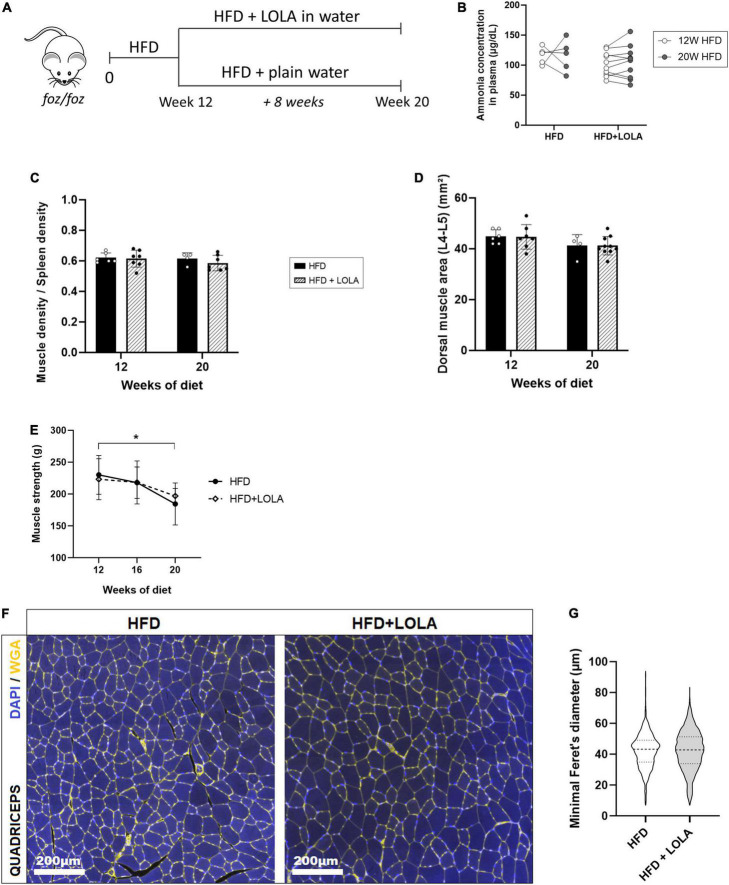 Impact of L-ornithine L-aspartate on non-alcoholic steatohepatitis ...