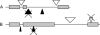 F<sc>igure</sc> 1.—