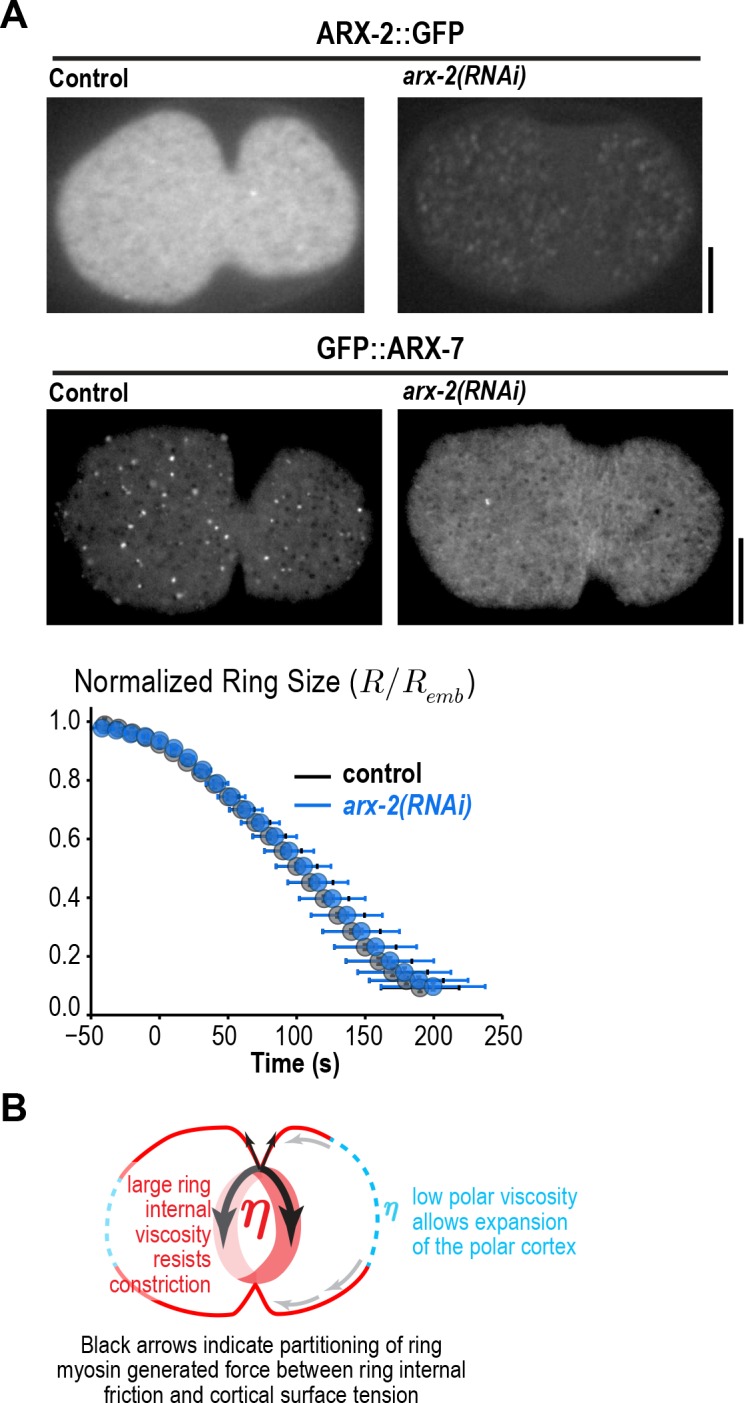 Figure 2—figure supplement 1.