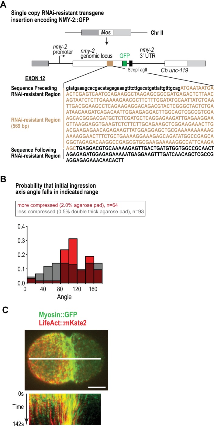 Figure 1—figure supplement 1.