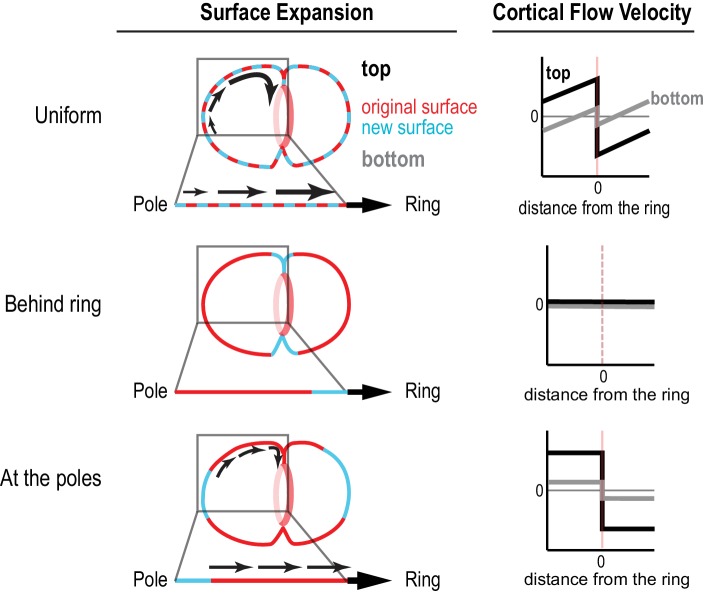 Figure 1—figure supplement 3.