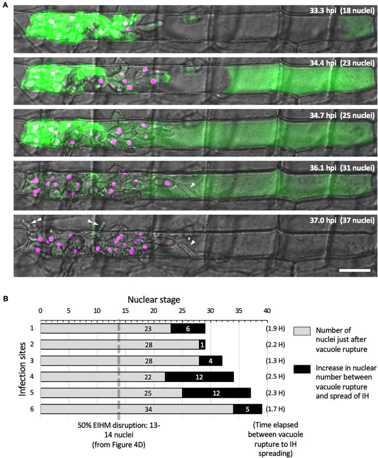 FIGURE 6