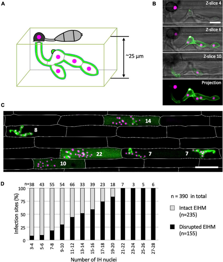 FIGURE 4