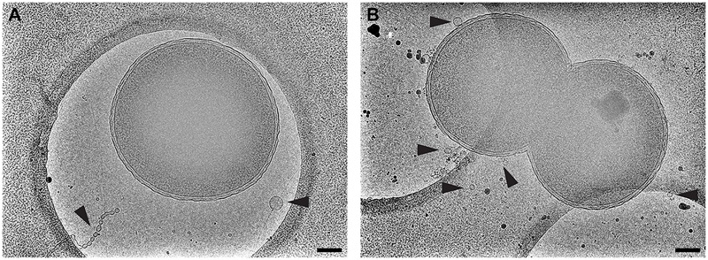 FIGURE 10