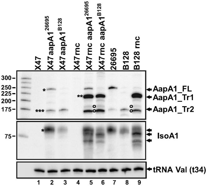 Figure 6.