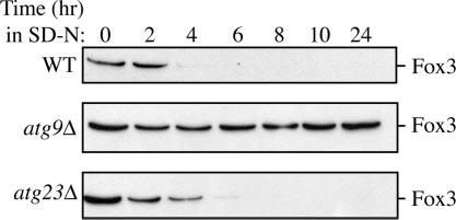 Fig.3