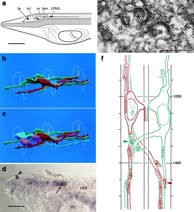 Fig. 1