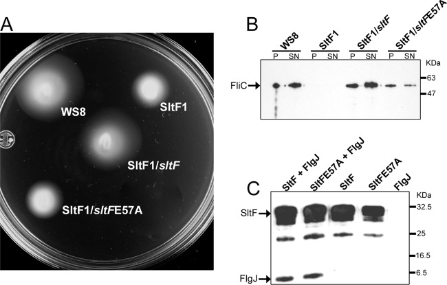 Fig 5