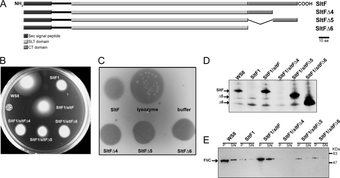 Fig 3