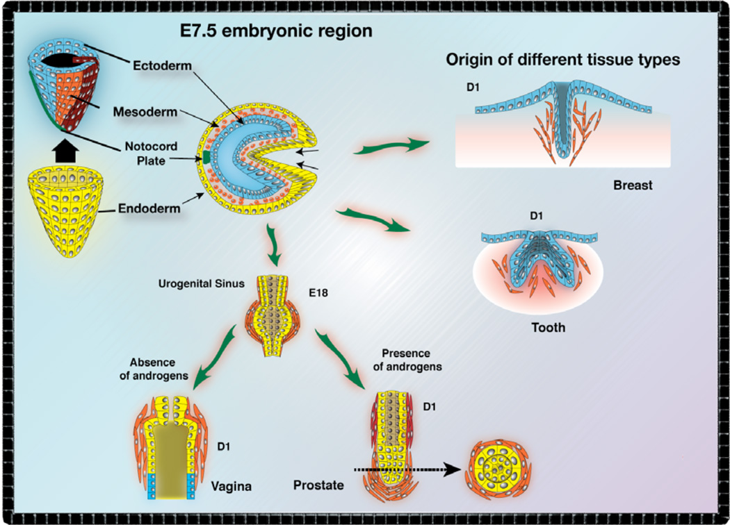 Fig. (1)